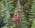 Begonia cucullata, commonly known as wax begonia and cubed begonia, growing on the Island of Maui in the State of Hawaii.