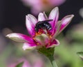 Bee Fly feeding on a Mexican zinnia, Zinnia haageana, in Dallas, Texas.