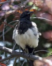 Black-billed magpie, pica hudsonia, in a tree in Edwards, Colorado. Royalty Free Stock Photo