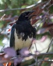 Black-billed magpie, pica hudsonia, in a tree in Edwards, Colorado. Royalty Free Stock Photo