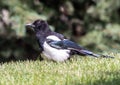 Black-billed magpie, pica hudsonia, on a lawn in Edwards, Colorado. Royalty Free Stock Photo