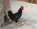 Black copper Marans rooster foraging for food in Morocco.