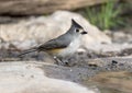 Black-crested titmouse on a log perch in the Transitions Wildlife Photography Ranch in Texas.