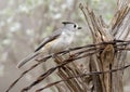 Black-crested titmouse perched on barbed wire at the La Lomita Bird and Wildlife Photography Ranch in Texas. Royalty Free Stock Photo