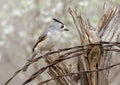 Black-crested titmouse perched on barbed wire at the La Lomita Bird and Wildlife Photography Ranch in Texas. Royalty Free Stock Photo