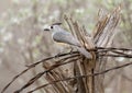 Black-crested titmouse perched on barbed wire at the La Lomita Bird and Wildlife Photography Ranch in Texas. Royalty Free Stock Photo