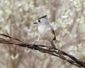 Black-crested titmouse perched on barbed wire at the La Lomita Bird and Wildlife Photography Ranch in Texas. Royalty Free Stock Photo