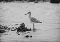 Black and white photo of a Willet hunting for food in Chokoloskee Bay in Florida