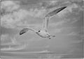 Black and white photograph of a royal tern, binomial name Thalasseus maximus, flying over Chokoloskee Bay in Florida. Royalty Free Stock Photo