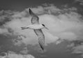 Black and white photograph of a royal tern, binomial name Thalasseus maximus, flying over Chokoloskee Bay in Florida. Royalty Free Stock Photo