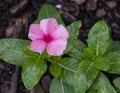 Catharanthus roseus with raindrops at the Fort Worth Botanic Garden, Texas.