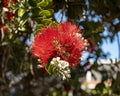 Bloom of the Crimson Bottlebrush, Callistemon citrinus, on the island of Maui in the state of Hawaii. Royalty Free Stock Photo