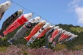 Blossom of cherry tree and carp streamer in Japan Royalty Free Stock Photo