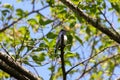 Blue bird on the branch of tree