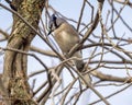 Blue jay, binomial name Cyanocitta cristata, perched on a tree limb in Dallas, Texas. Royalty Free Stock Photo