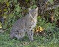 Bobcat sitting on the ground near the shoreline of White Rock Lake in Dallas, Texas. Royalty Free Stock Photo