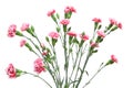 Bouquet of carnation in a white background