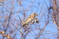 a brambling on a branch of tree Royalty Free Stock Photo
