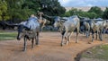 Bronze cowboy on horseback with steers in the foreground in the Pioneer Plaza, Dallas, Texas. Royalty Free Stock Photo