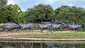 Bronze cowboy on horseback with steers in the foreground in the Pioneer Plaza, Dallas, Texas.