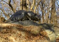 `Still Hunt` by Edward Kemeys situated on a rock beside Central Park`s East Drive, New York City Royalty Free Stock Photo