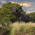 Shiras Moose by Jim Gilmore in front of LaFortune Park in Tulsa, Oklahoma.