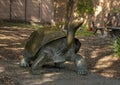 `Galapagos Tortise`, a bronze sculpture by Tom Tischler at the Dallas Zoo in Texas.