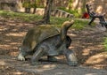 `Galapagos Tortise`, a bronze sculpture by Tom Tischler at the Dallas Zoo in Texas.