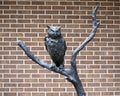 `Great Horned Owl on a Perch` by David Iles on the campus of the University of North Texas in Denton, Texas.