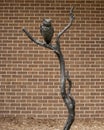 `Great Horned Owl on a Perch` by David Iles on the campus of the University of North Texas in Denton, Texas.