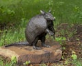 `Morning Star Armadillo` by David Iles in 2007, part of the public art collection of the City of Frisco, Texas. Royalty Free Stock Photo