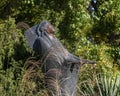 Bronze sculpture titled Prayer by Allan Houser in the garden of the Philbrook Museum of Art in Tulsa, Oilahoma.