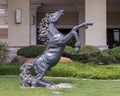 Bronze stallion rearing on hind legs with front feet kicking in front of the Holiday Inn in Richardson, Texas.