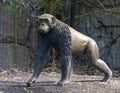 Bronze Chimpanzee walking on the ground at the Dallas City Zoo in Texas.