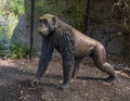 Bronze Chimpanzee walking on the ground at the Dallas City Zoo in Texas.