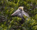 Brown pelican resting in a red mangrove tree in Chokoloskee Bay in Florida. Royalty Free Stock Photo