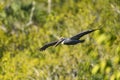 Brown pelican flying over the wetlands beside the Marsh Trail in the Ten Thousand Islands National Wildlife Refuge. Royalty Free Stock Photo
