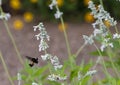 Bumblebee flying to collect nectar from Mealycup sage, Salvia farinacea, in the Forth Worth Botanic Garden, Texas. Royalty Free Stock Photo