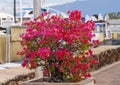 Purple bougainvillea in the city of Lahaina on the island of Maui, Hawaii.