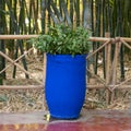 Butcher`s-broom, Ruscus aculeatus, in a blue Pot in the Jardin Majorelle in Marrakesh, Morocco.