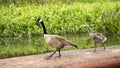 Canada Goose family walking on sculpture in Leonhardt Lagoon in Fair Park Royalty Free Stock Photo