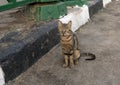 Cat sitting on the street just outside the Qasabat Radwan Bek souk and covered market in Cairo, Egypt. Royalty Free Stock Photo