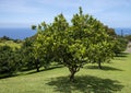 Citrus aurantium, an orange tree on the Big Island, Hawaii. Royalty Free Stock Photo