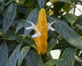 Pictured is a close up view of the Golden shrimp plant, Pachystachys lutea, on the island of Maui, Hawaii. Royalty Free Stock Photo