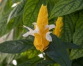 Pictured is a close up view of the Golden shrimp plant, Pachystachys lutea, on the island of Maui, Hawaii.