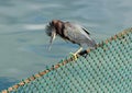 Green-backed heron perched on a fence Royalty Free Stock Photo