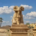 Closeup of a sphinx on the South side of the Avenue of Sphinxes leading to the first pylon of the Karnak Temple in Luxor, Egypt. Royalty Free Stock Photo