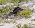 Female Great-Tailed Grackle in flight