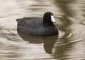 An American coot swimming in Sunset Bay on White Rock Lake in Dallas, Texas. Royalty Free Stock Photo