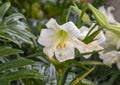 Closeup view of a bloom of Easter lily, lilium longiflorum, inside the Jewel Box in Forest Park in Saint Louis, Missouri.